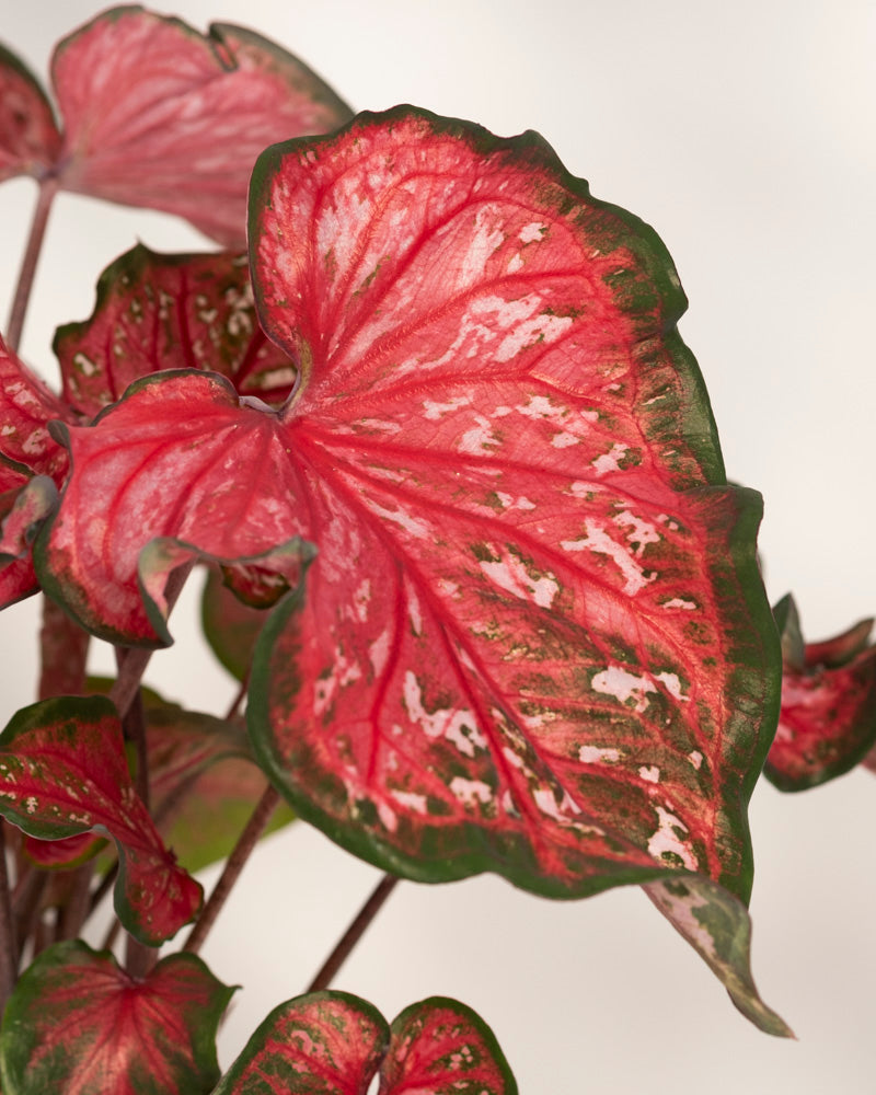 Eine Nahaufnahme von Caladium „Pink Panther“ zeigt sein leuchtend rosa und rotes Blatt mit grünen Rändern, weißen Sprenkeln und dunkelgrünen Akzenten vor einem weichen, neutralen Hintergrund.
