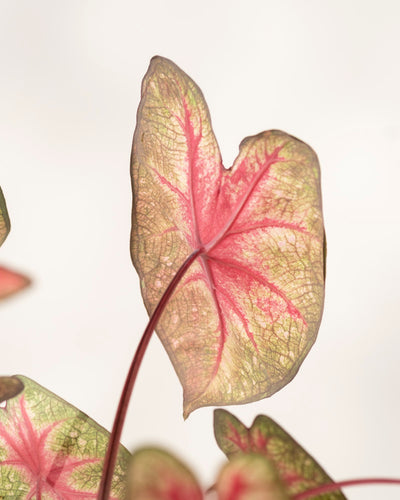 Eine Nahaufnahme eines einzelnen Caladium-Blattes „Party Punch“ zeigt rosa Adern und grüne Ränder vor einem weichen, hellen Hintergrund, darunter sind weitere verschwommene Blätter dieser saisonalen Pflanze sichtbar.