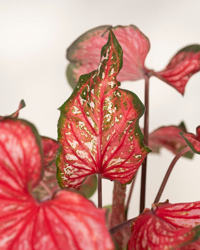 Nahaufnahme von Caladium „Pink Panther“, die ihre leuchtend rosa, roten und grünen Blätter mit weiß gesprenkelten Mustern vor einem schlichten hellen Hintergrund zeigt.