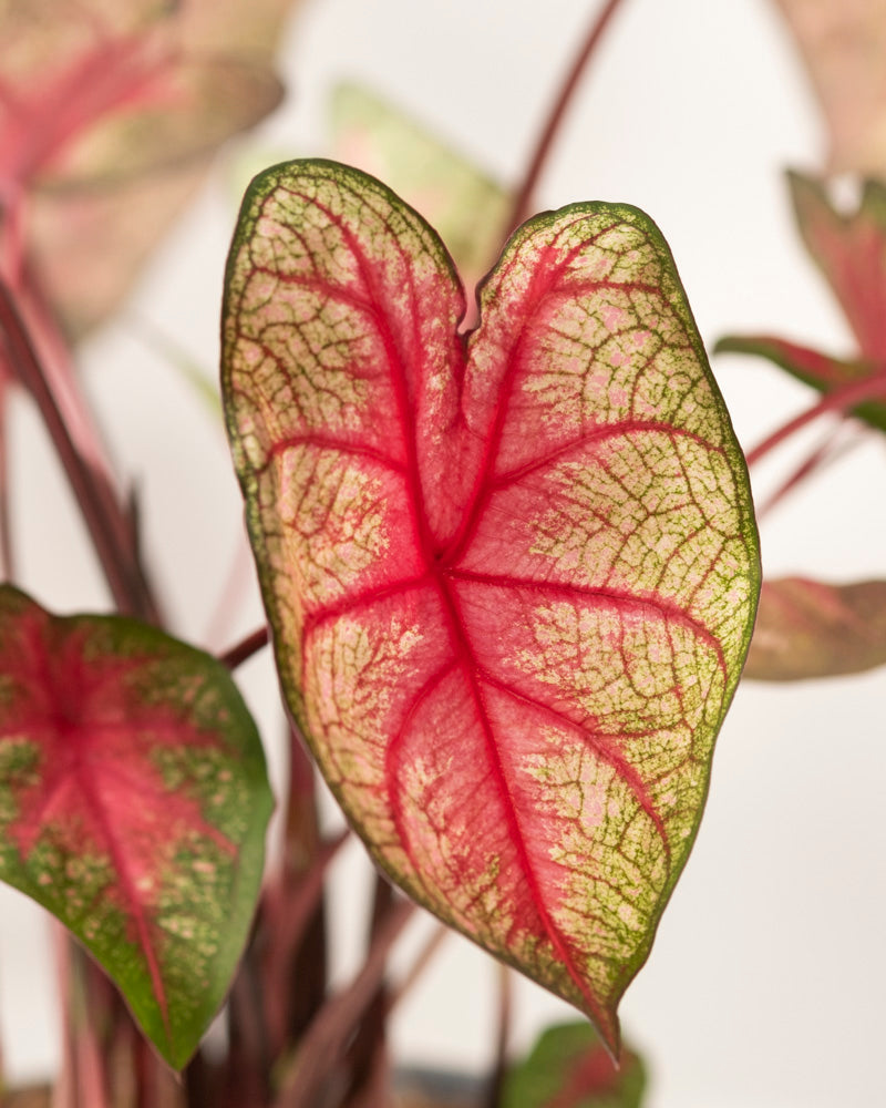 Eine Nahaufnahme des Blattes der Caladium „Party Punch“ zeigt die leuchtend rosa Mitte, die grünen Ränder und die feingliedrigen Adern. Der unscharfe Hintergrund hebt die auffälligen Farben und Details dieser Saisonpflanze hervor.