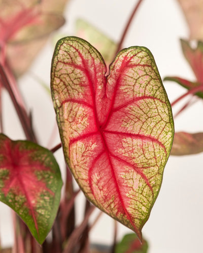 Eine Nahaufnahme des Blattes der Caladium „Party Punch“ zeigt die leuchtend rosa Mitte, die grünen Ränder und die feingliedrigen Adern. Der unscharfe Hintergrund hebt die auffälligen Farben und Details dieser Saisonpflanze hervor.