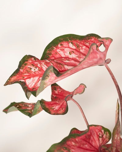 Eine Nahaufnahme der Blätter der Caladium „Pink Panther“ mit rosa Mitte, grünen Rändern und weißen Sprenkeln. Das gewellte Laub zeigt detaillierte Maserungen und eine natürliche Textur vor einem weichen, hellen Hintergrund.