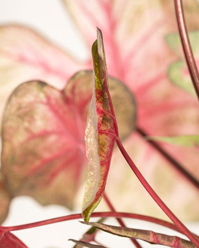 Eine Nahaufnahme eines Caladium-„Party Punch“-Blattes zeigt leuchtend rosa und grüne Adern mit verschwommenen rosa und grünen Blättern im Hintergrund, die die zarte Textur und die Farben des Laubs dieser saisonalen Pflanze hervorheben.