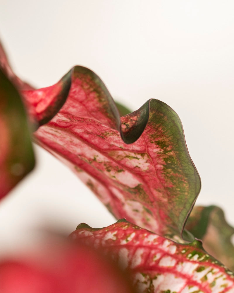 Nahaufnahme eines Caladium-Blattes „Pink Panther“ mit gewellten Rändern, das seine kräftigen Adern und die leuchtend rosa, rote und grüne Panaschierung vor einem weichen Hintergrund hervorhebt.