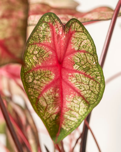 Eine Nahaufnahme von Caladium „Party Punch“ zeigt ein lebendiges Muster mit einer leuchtend rosa Mitte und Adern, eingefasst von hell- und dunkelgrünen Rändern, was die auffallende Schönheit dieser saisonalen Pflanze hervorhebt.