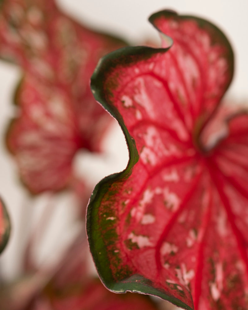 Nahaufnahme eines leuchtenden Caladium-Blattes „Pink Panther“ mit rosa und grünen Farbtönen, gewellten Rändern und weißen Sprenkeln vor einem leicht unscharfen Hintergrund.