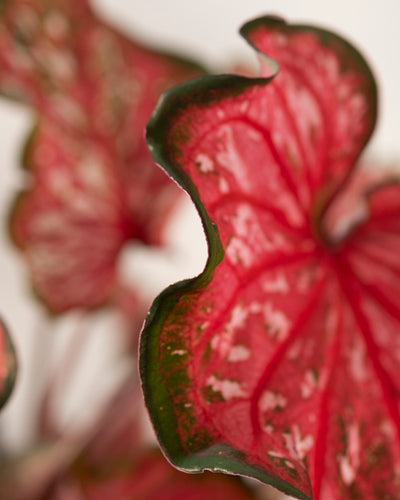 Nahaufnahme eines leuchtenden Caladium-Blattes „Pink Panther“ mit rosa und grünen Farbtönen, gewellten Rändern und weißen Sprenkeln vor einem leicht unscharfen Hintergrund.