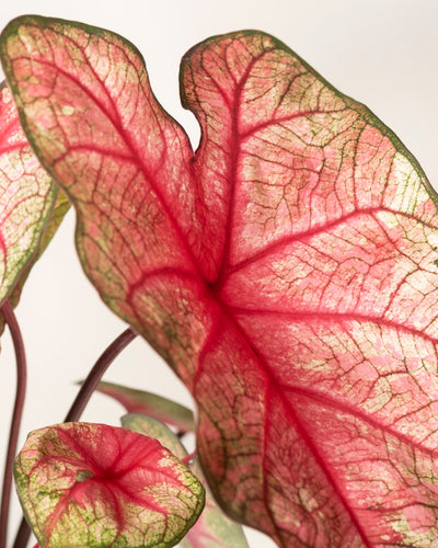 Nahaufnahmen der Blätter der Caladium „Party Punch“ zeigen herzförmige Blätter mit leuchtend rosa Mitte, grünen Rändern und kräftigen Adern. Diese Saisonpflanze hat eine zarte, fast durchscheinende Textur, die sich von einem hellen Hintergrund abhebt.