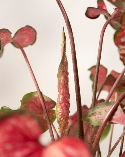 Nahaufnahme von Caladium „Pink Panther“ mit herzförmigen Blättern. Man sieht ein neues Blatt, das sich zwischen reifem, leuchtendem Laub vor einem hellen Hintergrund entfaltet.