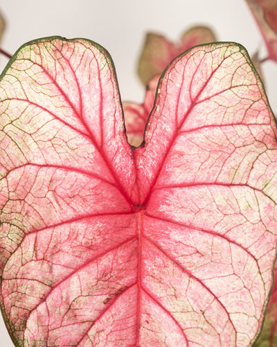 Nahaufnahme eines Caladium-Blattes „Party Punch“ mit rosa, herzförmigen Adern, die von der Mitte aus in hellgrüne Ränder mit komplizierten Mustern verlaufen – eine auffällige saisonale Pflanze, die jedem Raum leuchtende Farben verleiht.