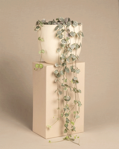 Ein cremefarbener Blumentopf mit einer hängenden rosa Leuchterpflanze steht auf einem hohen, beigen Sockel. Die langen Ranken der Pflanze hängen über die Seiten herab und erzeugen vor dem neutralen Hintergrund einen eleganten, kaskadenartigen Effekt.