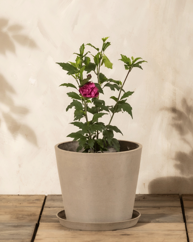 Ein Pinker Hibiskus mit grünen Blättern und einer einzigen leuchtend rosa Blüte ist getopft und auf eine Holzfläche gestellt, wobei sich der Schatten der Pflanze von der hellen Wand hinter ihm abhebt.
