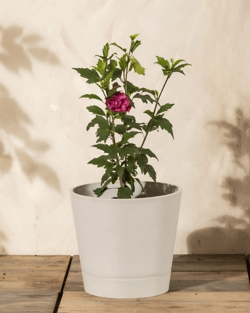 Eine Pinker Hibiskus-Pflanze mit einer einzelnen rosa Blüte blüht in einem weißen Topf auf einer hölzernen Unterlage vor einer hellbeigen Wand, auf der die Schatten der Blätter sichtbar sind.