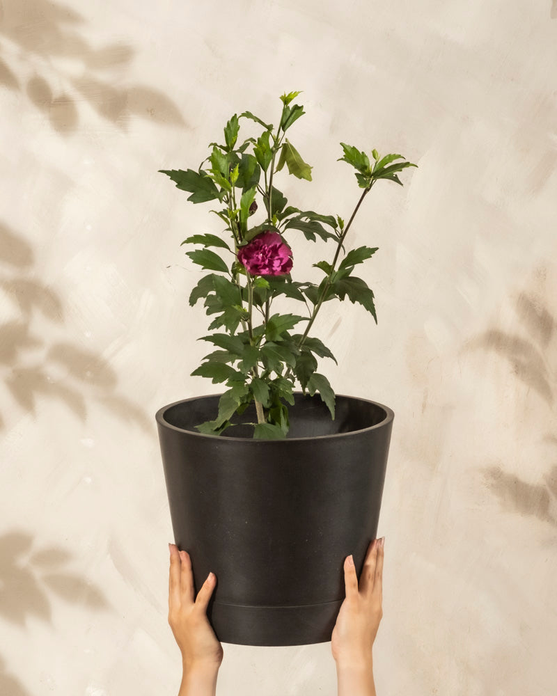 Zwei Hände halten einen schwarzen Blumentopf mit einer Pinker Hibiskus-Pflanze mit einer lila Blüte vor einem hellen, strukturierten Hintergrund hoch.