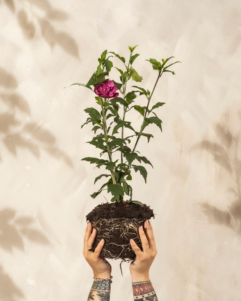 Tätowierte Hände halten eine Pinker Hibiskus-Pflanze mit freiliegenden Wurzeln, grünen Blättern und einer einzelnen lila Blüte vor einem hellen, strukturierten Hintergrund.