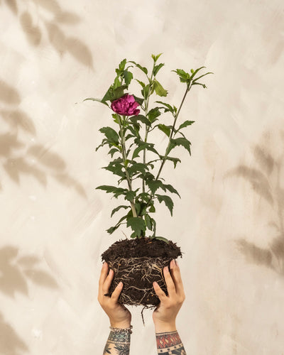 Tätowierte Hände halten eine Pinker Hibiskus-Pflanze mit freiliegenden Wurzeln, grünen Blättern und einer einzelnen lila Blüte vor einem hellen, strukturierten Hintergrund.