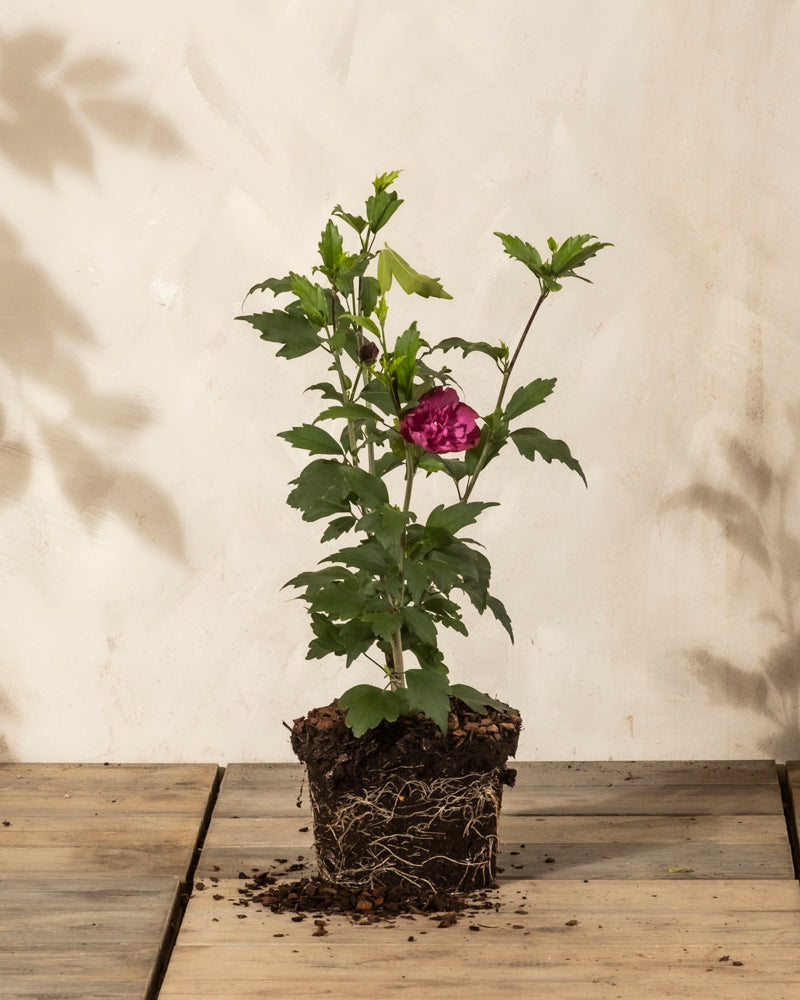 Ein kleiner getöpferter Pinker Hibiskus mit grünen Blättern und einer einzelnen rosafarbenen Blüte sitzt auf einer Holzfläche, seine Wurzeln und etwas Erde liegen vor einem neutralen Hintergrund frei.