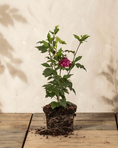Ein kleiner getöpferter Pinker Hibiskus mit grünen Blättern und einer einzelnen rosafarbenen Blüte sitzt auf einer Holzfläche, seine Wurzeln und etwas Erde liegen vor einem neutralen Hintergrund frei.