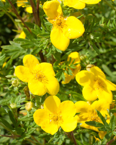Nahaufnahme von leuchtend gelben, gelben Fingerstrauchblüten in voller Blüte vor einem Hintergrund aus leuchtend grünem Laub. Die pflegeleichten Blüten haben fünf breite Blütenblätter und markante zentrale Staubblätter.