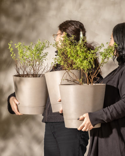 Zwei Personen, die jeweils große beige Pflanzgefäße mit üppigen grünen Fingerstrauch-Trio-Büschen halten, stehen vor einem neutralen, strukturierten Hintergrund. Ihre Gesichter sind zur Seite gewandt und teilweise von den Pflanzen verdeckt. Sie tragen dunkle Kleidung, die perfekt zu ihrer intimen Gartenumgebung passt.