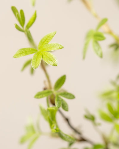 Nahaufnahme eines Fingerstrauch-Trios mit kleinen, hellgrünen Blättern, die aus dünnen Stielen vor einem weichen, neutralen Hintergrund sprießen. Die Blätter sind leicht unscharf und leuchtend, wobei einige Stiele im Hintergrund unscharf erscheinen.