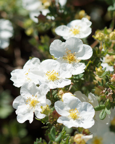 Eine Nahaufnahme der Blüten des Weißen Fingerstrauchs zeigt zarte weiße Blütenblätter mit gelber Mitte, umgeben von grünem Laub. Sonnenlicht betont die Blütenstruktur und schafft eine lebendige, frische Atmosphäre. Diese als Winterhart bekannten Blüten blühen zu verschiedenen Jahreszeiten.