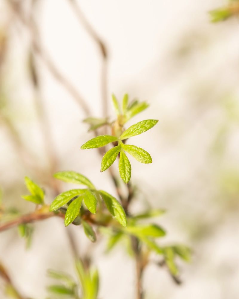 Nahaufnahme kleiner, frischgrüner Blätter an schlanken Zweigen vor einem unscharfen, hellen Hintergrund. Die leuchtenden Blätter des Weißen Fingerstrauchs wirken gesund und werden durch das Sonnenlicht hervorgehoben. Sie verkörpern einen blütenartigen Charme mit winterharter Widerstandsfähigkeit.