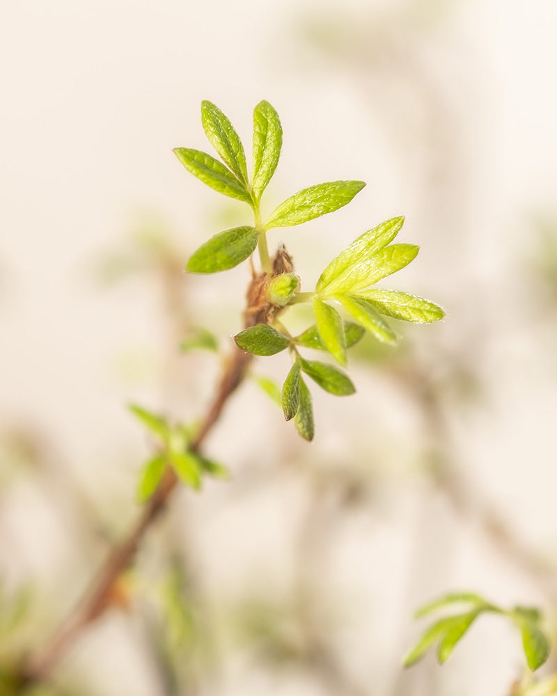 Nahaufnahme eines Zweigs des Weißen Fingerstrauchs mit frischen grünen Blättern vor einem weichen, unscharfen Hintergrund. Das Sonnenlicht hebt die Blätter und Blüten hervor und schafft eine lebendige Szene, die den Beginn des Frühlings symbolisiert.