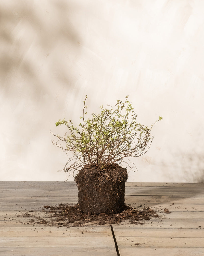 Ein Weißer Fingerstrauch, dessen Wurzeln in Erde gewickelt sind, steht auf einer Holzoberfläche. Seine spärlichen, winzigen Blätter weisen auf seine winterharte Beschaffenheit hin und erzeugen eine erdige und minimalistische Atmosphäre vor der schlichten, cremefarbenen Wand.