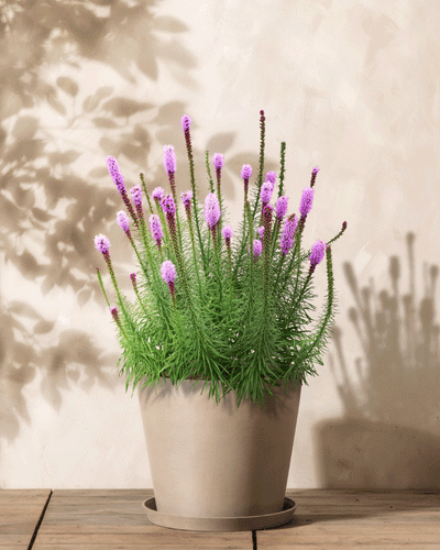Eine Topfpflanze vom Typ Prachtscharte (violett) mit langen grünen Stielen und leuchtend violetten Blüten ziert eine Holzoberfläche vor einer cremefarbenen Wand, während ihre Blattschatten der Komposition Tiefe verleihen.