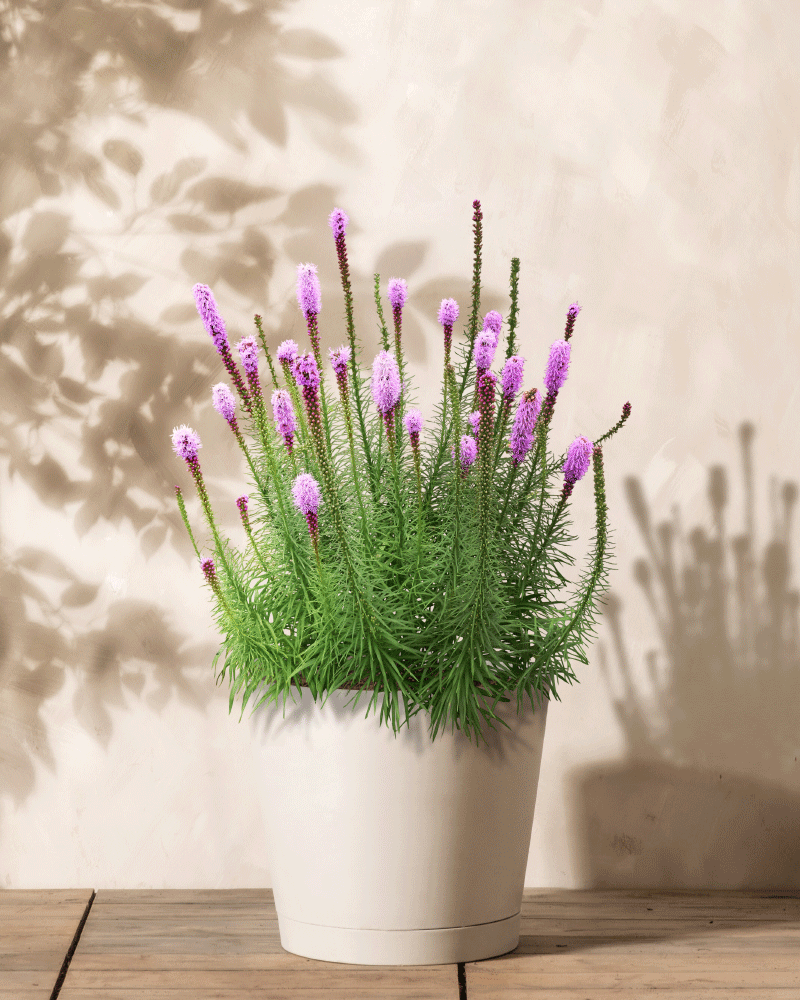 Eine Topfpflanze (Prachtscharte) mit hohen, spitzen grünen Stielen und leuchtend rosa-violetten Blüten steht auf einer Holzfläche. Ihr Schatten auf dem beigen Hintergrund verleiht der Szene Tiefe.