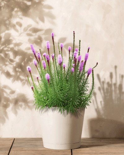 Eine Topfpflanze (Prachtscharte) mit hohen, spitzen grünen Stielen und leuchtend rosa-violetten Blüten steht auf einer Holzfläche. Ihr Schatten auf dem beigen Hintergrund verleiht der Szene Tiefe.