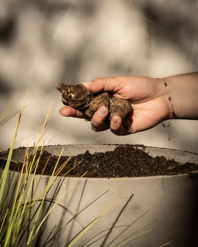 Eine Hand hält mehrere kleine Blumenzwiebeln über einen mit Erde gefüllten Topf, bereit zum Einpflanzen. Sonnenlicht erzeugt weiche Schatten, während grasähnliche Pflanzen die Szene umgeben und die bevorstehende Prachtscharte (violett) andeuten.