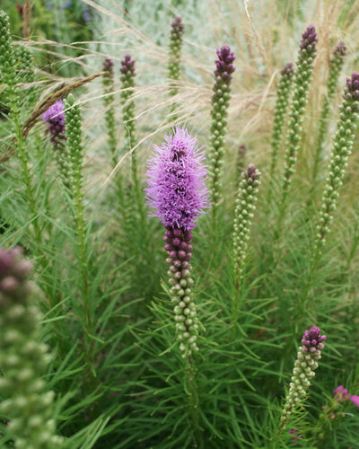 Inmitten grünen Laubes präsentiert die Prachtscharte (violett) ihre violetten Blütenstände. Der zentrale Blütenstand sticht mit seinen leuchtenden Blütenbüscheln hervor, umgeben von knospenden Begleitpflanzen und weichen, flauschigen Gräsern im Hintergrund.