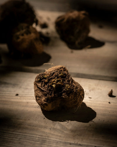 Eine Nahaufnahme einer einzelnen braunen Glühbirne auf einer Holzoberfläche, sanft beleuchtet, um dramatische Schatten zu erzeugen und den bezaubernden Reiz eines Canna-Gartens (Rosa) hervorzurufen.