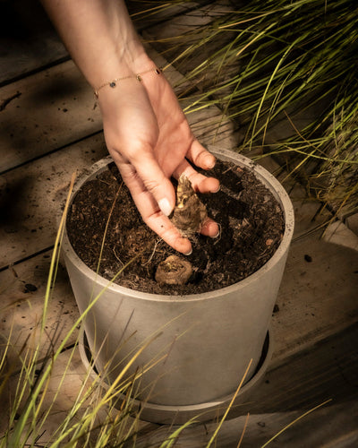 Eine Hand hält eine Canna-Zwiebel (rosa) über einem Topf mit Erde, bereit zum Einpflanzen. Der Topf steht auf Holz, umgeben von Gras. Das warme Licht suggeriert einen sonnigen Tag, ideal für die Pflege dieser leuchtenden Zwiebel.