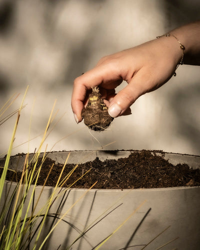 Eine Hand legt vorsichtig eine Prachtscharte-Zwiebel (Veilchen) in einen mit Erde gefüllten Topf, der neben hohem, dünnem Gras mit einem leicht verschwommenen Hintergrund steht, wodurch der Pflanzvorgang betont wird.