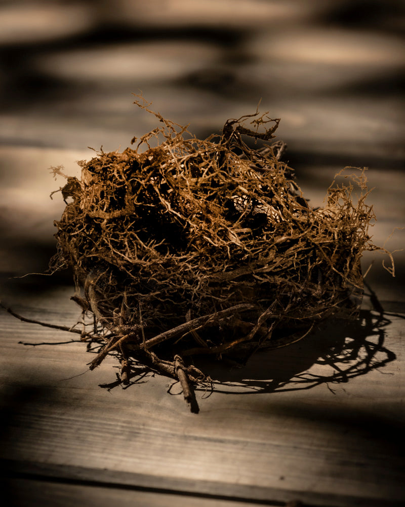 Ein Vogelnest aus getrockneten Zweigen und Gräsern liegt auf einer Holzoberfläche. Das gesprenkelte Sonnenlicht wirft sanfte Schatten. Prachtspieren (Weiß) sorgen für dezente Farbe und ergänzen das kunstvoll geflochtene, aber leere Nest inmitten dieser ruhigen Umgebung.