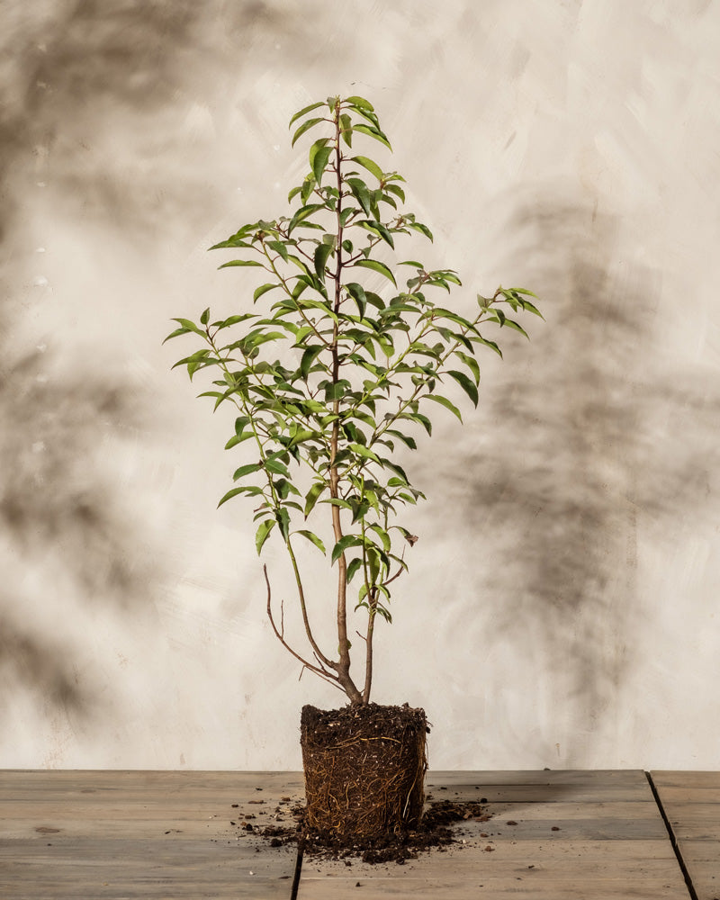 Prunus lusitanica mit wurzeballen ohne übertopf