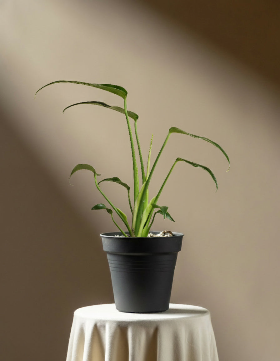 Eine Monstera 'Burle Marx Flame' - feey mit langen, schlanken grünen Blättern steht in einem Topf auf einem kleinen runden Tisch, der mit einem weißen Tuch bedeckt ist, das von einem Lichtstrahl vor einem neutralen braunen Hintergrund beleuchtet wird.