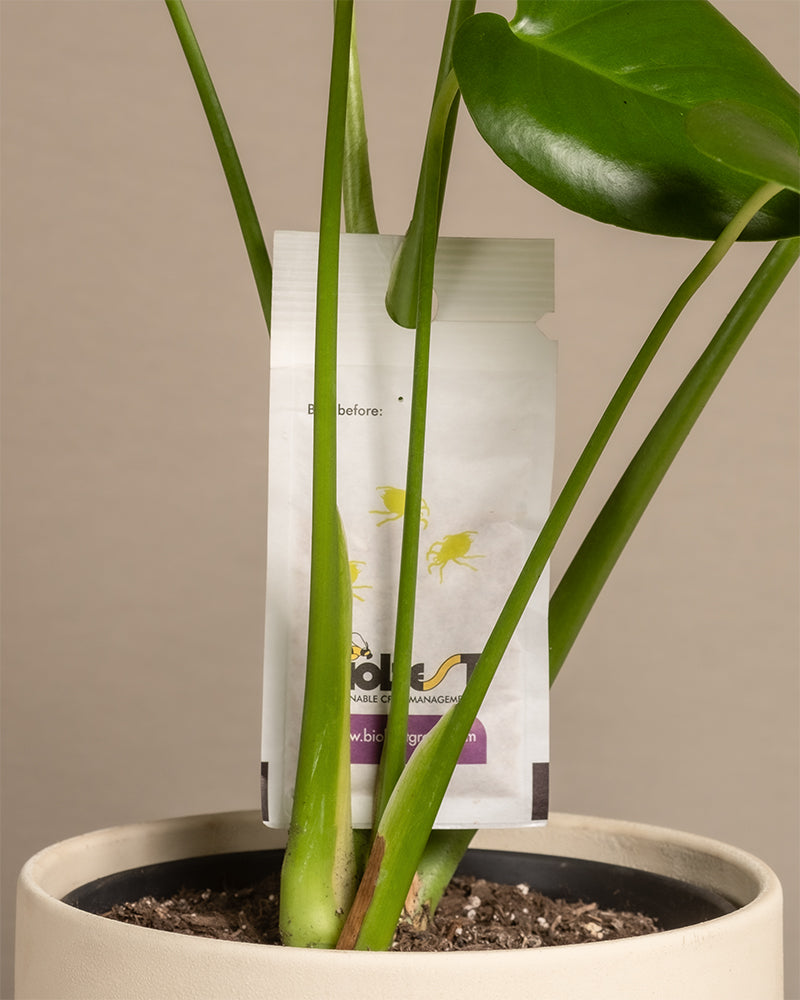 Raubmilbenbeutel an einer Monstera