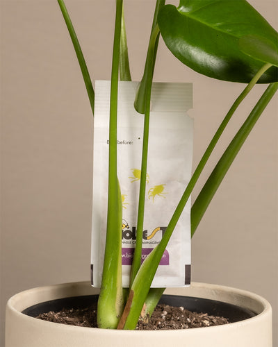 Raubmilbenbeutel an einer Monstera