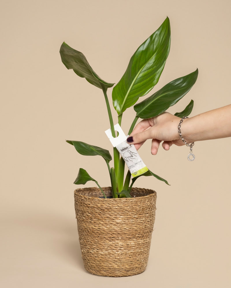 Eine Hand bringt ein Schild an einer grünen Topfpflanze in einem geflochtenen Korb an, auf dem Raubmilben gegen Thripse abgebildet sind, um ihre Wirksamkeit bei der Bekämpfung von Thripsen hervorzuheben.