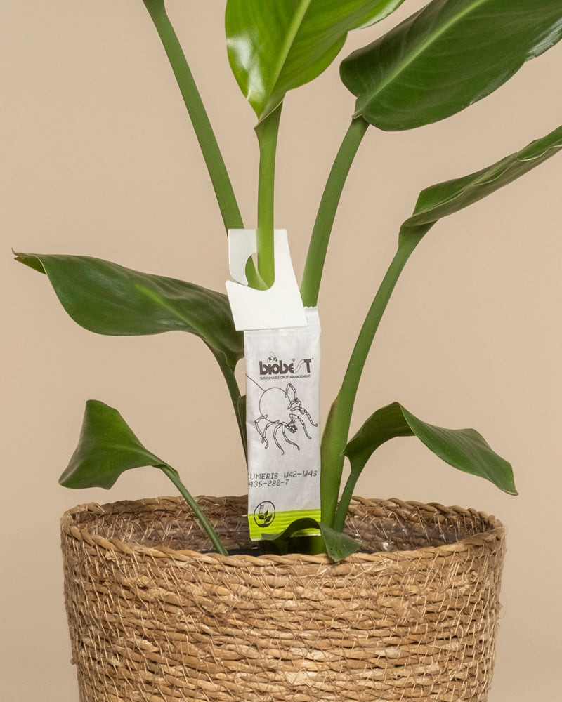 Eine grüne Topfpflanze mit großen Blättern sitzt in einem geflochtenen Korb. An einem Stängel hängt ein weißes Schild mit der Aufschrift "Raubmilben gegen Thripse" mit einer Elefantenillustration; ideal für Nützlinge, um Thripse zu bekämpfen. Der beigefarbene Hintergrund rundet das Bild ab.