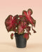 Caladium 'Red Flash'