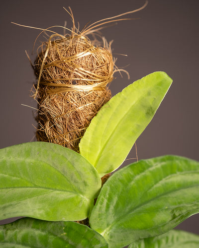 Detailaufnahme von einem Rhaphidophora korthalsii Blatt 