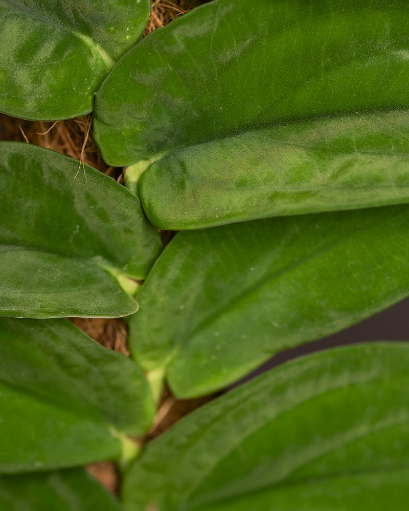 Detailaufnahme von  Rhaphidophora korthalsii Blättern