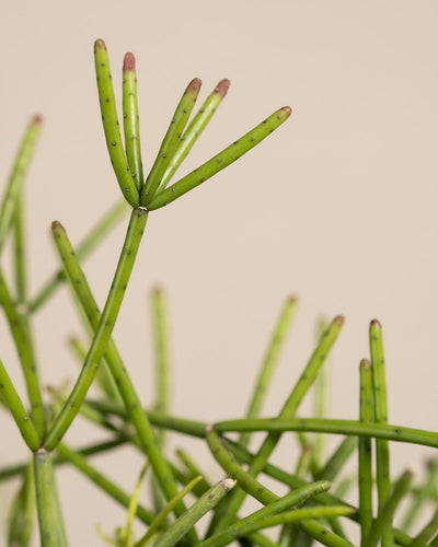 Detailaufnahme Rhipsalis neves-armondii