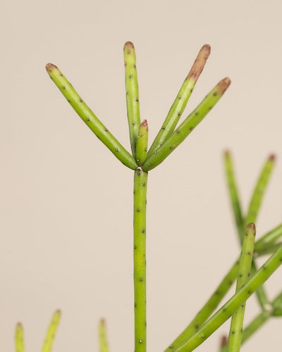 Detailaufnahme Rhipsalis neves-armondii