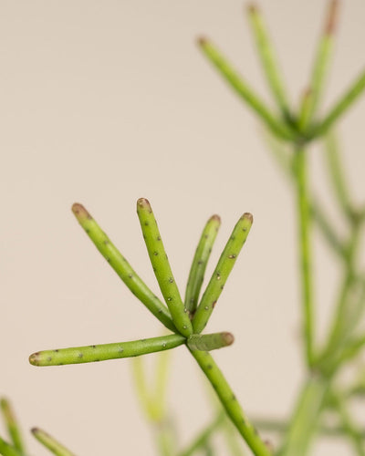 Detailaufnahme Rhipsalis neves-armondii